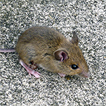 A mouse.